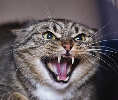 Image result for hissing cat